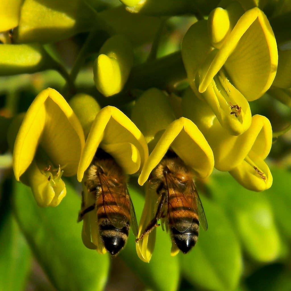 Necklacepod - Sophora tomentosa var. truncata