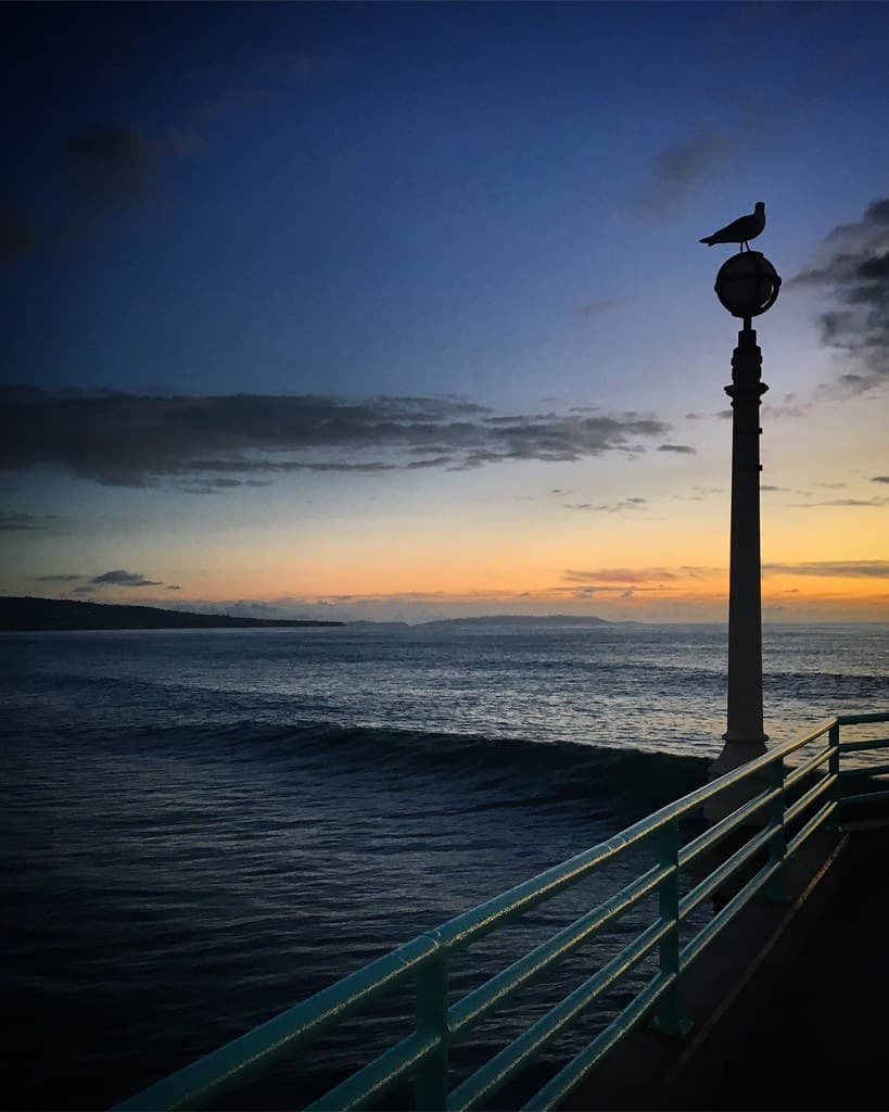 Seagull perched on Manhattan Beach Pier lamp post at sunset, California, United States, January 2019