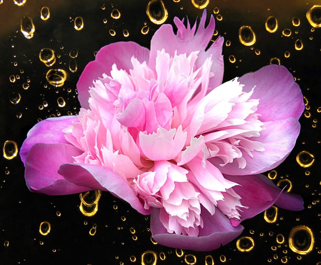 Brampton Ontario - Canada - Alderlea Mansion  - Garden- Flower - Peony  - Bokehs