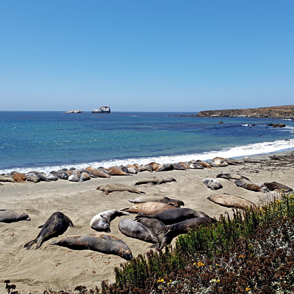 Piedras Blancas, California, USA