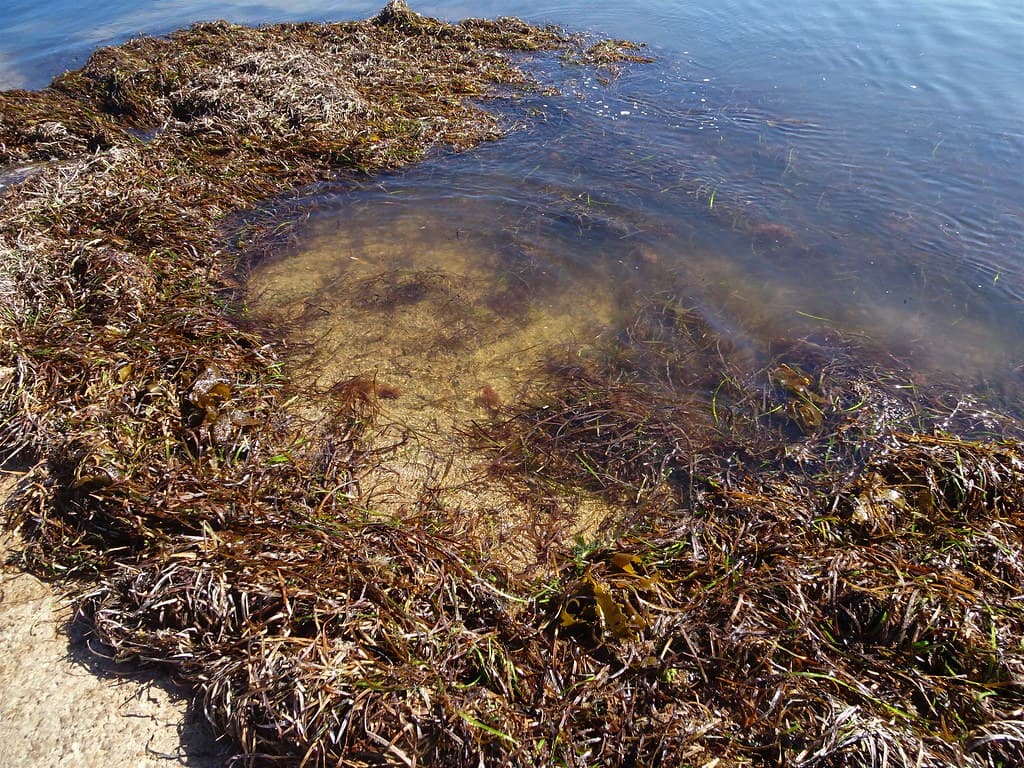 Sceale Bay Eyre Peninsula. Seaweed on the beach.