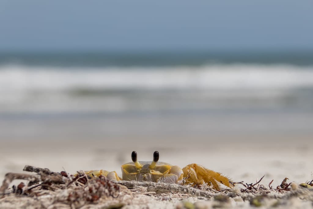 Crab on the beach
