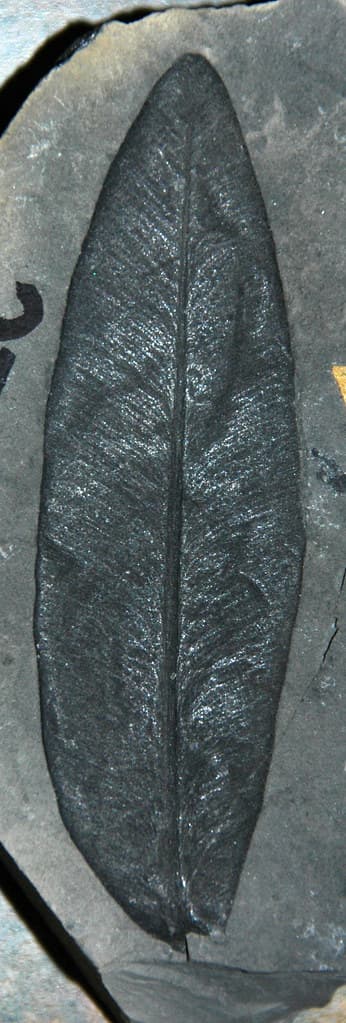 Glossopteris sp. (fossil leaf) (Permian; Antarctica) 1