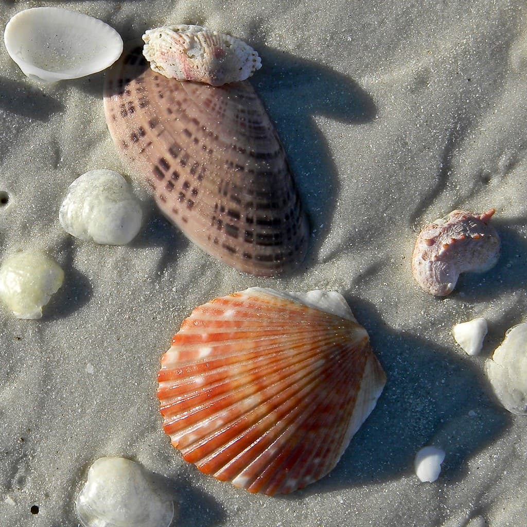 Sunray  Venus Clam & Friends