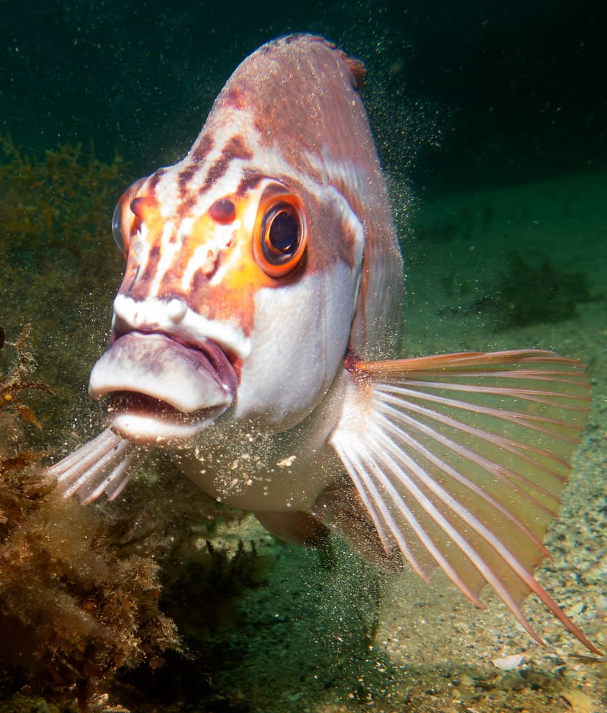 Cheilodactylus fuscus - Red morwong #marineexplorer #underwatersydney