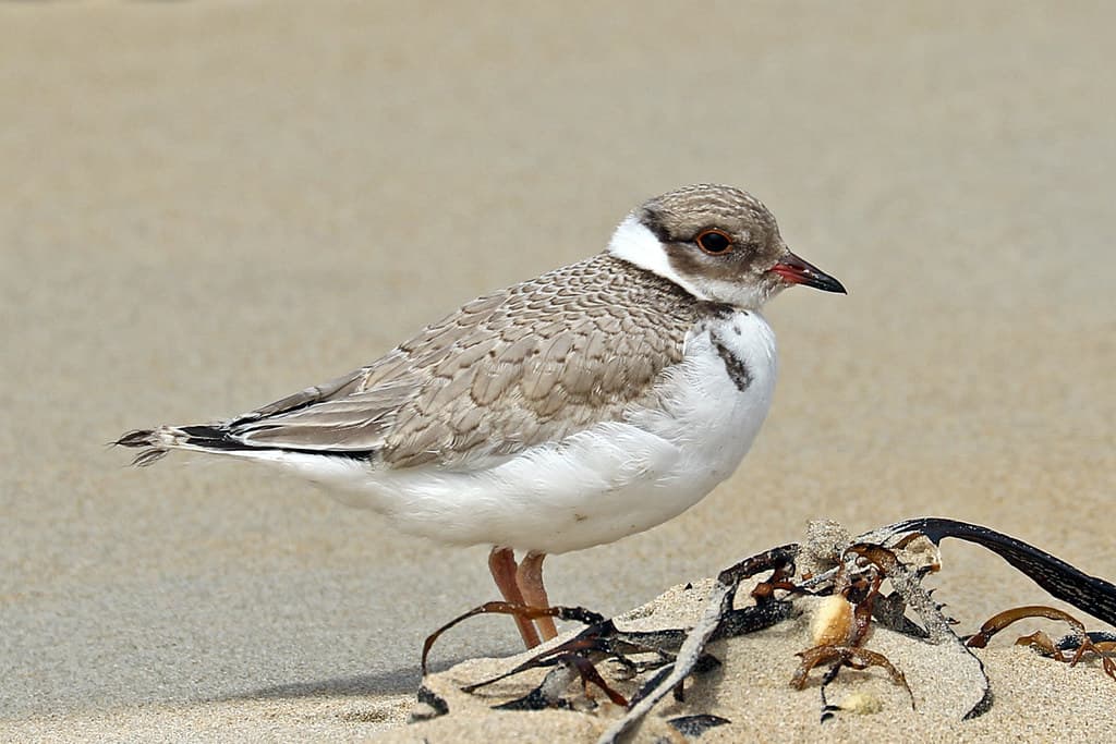 Hooded Plover - juvenile (1046)