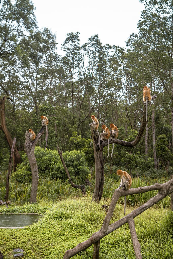Proboscics monkeys