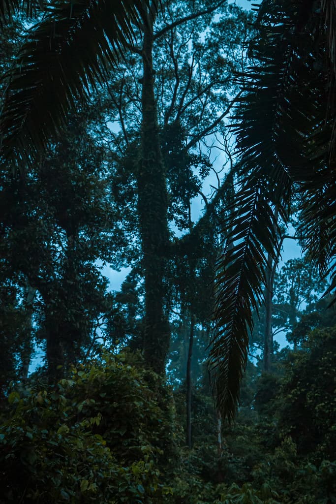 Night walk