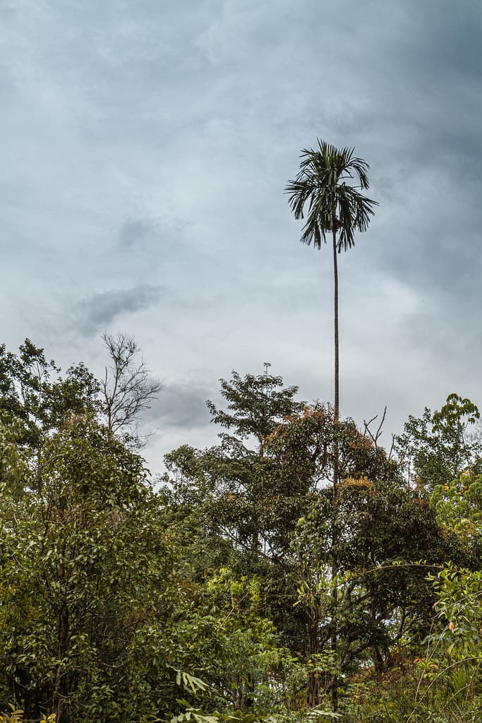 Tanak Nabalu