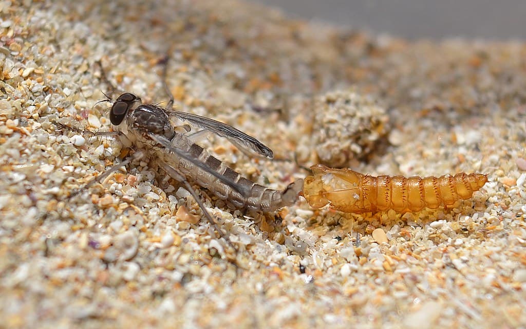 Cerdistus sp., teneral adult with pupal exuviae.