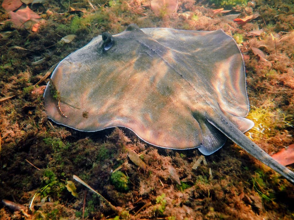 Stingaree Beach