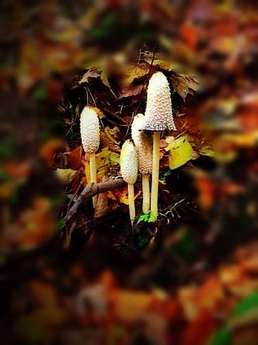 Utica  - New York - Bagg's Square Memorial Park - Historical - Fungus found in the Park