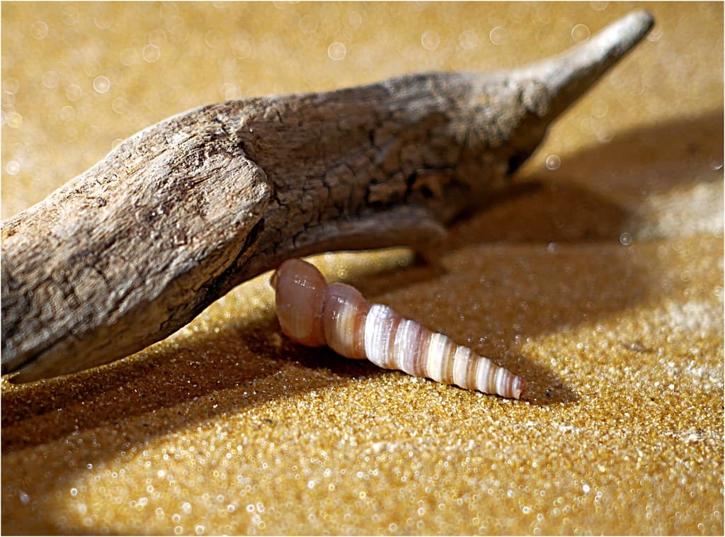 Collected Treasure