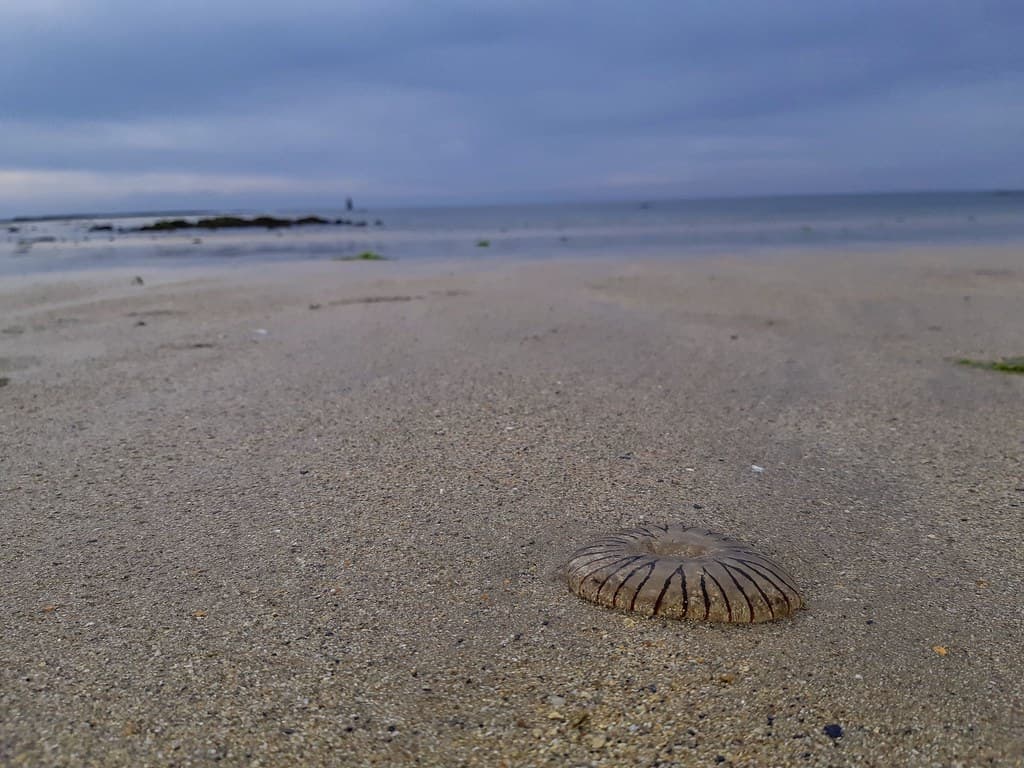 Sur la plage de Jonville