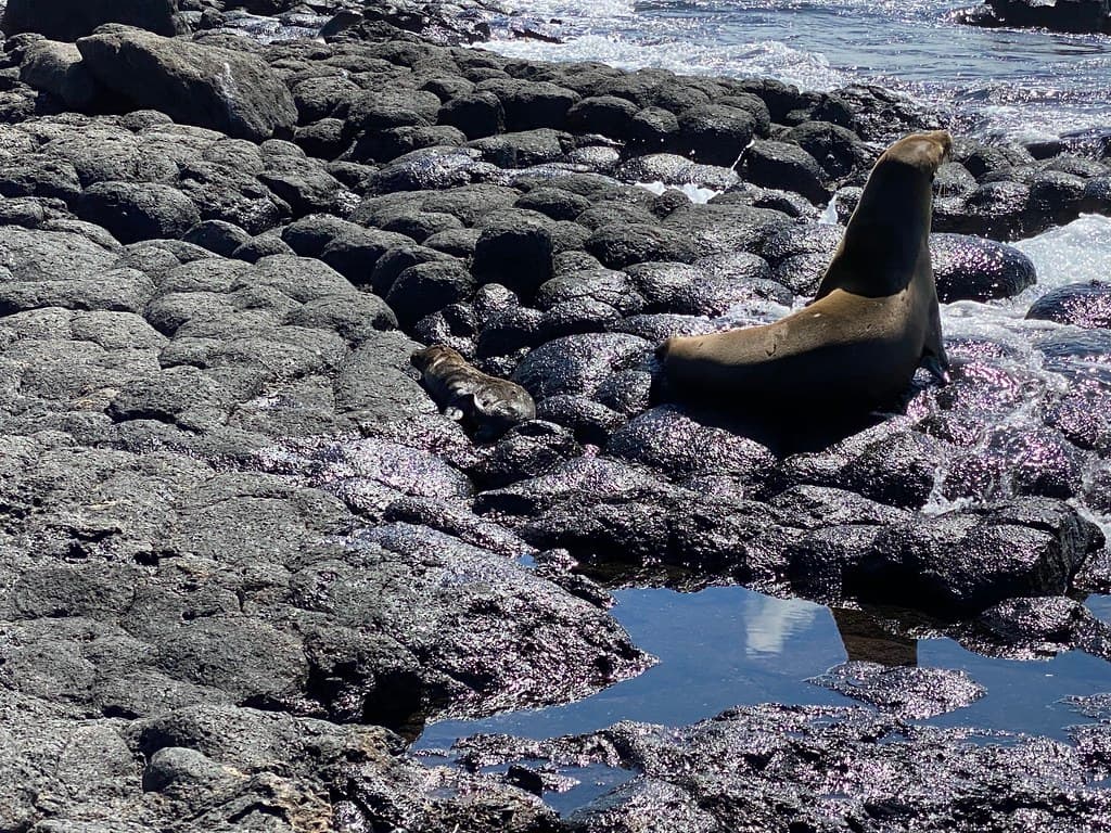 Seymour Island North Beach