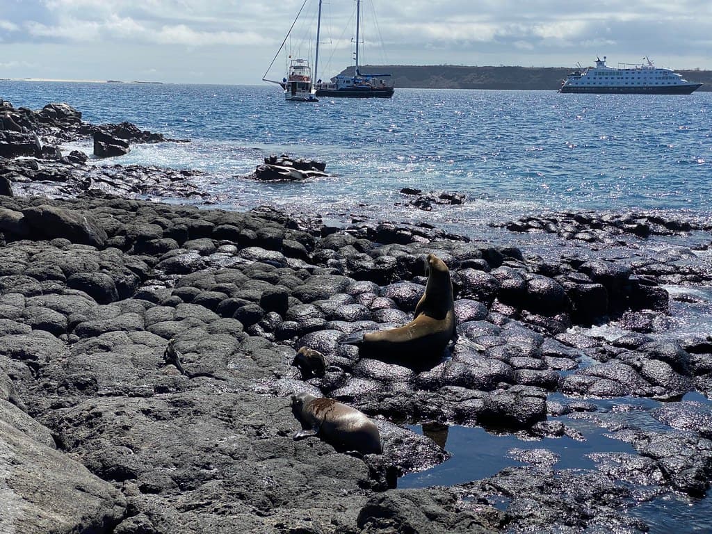The Galápagos Sea Lions (Zalophus wollebaeki), North Seymour Island, the Galápagos Islands, Ecuador.