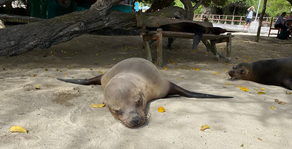 The Galápagos Sea Lion (Zalophus wollebaeki), the Puerto Villamil, Isla Isabela (Albemarle), the Galápagos Islands, Ecuador.