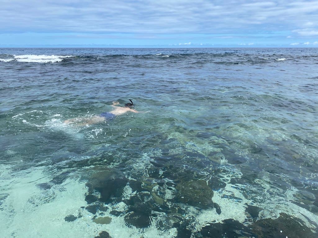 The Galápagos Sea Lion (Zalophus wollebaeki), Mosquera Islet, the Galápagos Islands, Ecuador.