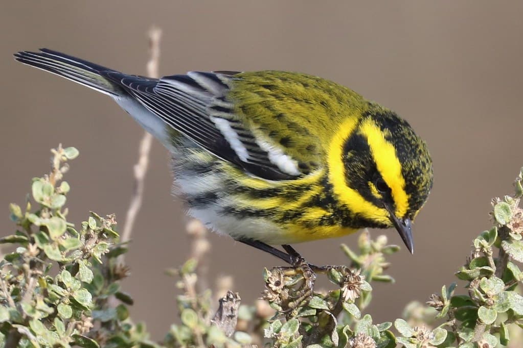 Setophaga townsendi Townsend's Warbler male