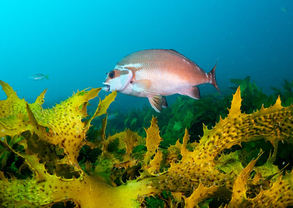 Morwong in the kelp C fuscus #marineexplorer #underwatersydney