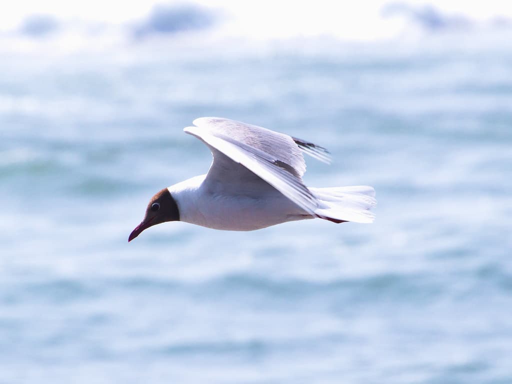 Gaviota cahuil (Chroicocephalus maculipennis).