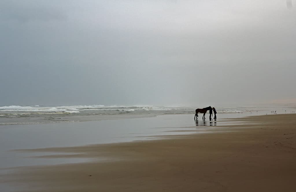 Horse
