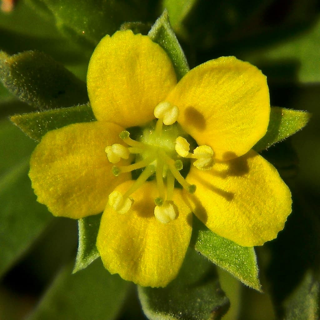 Bay Cedar (Suriana maritima)