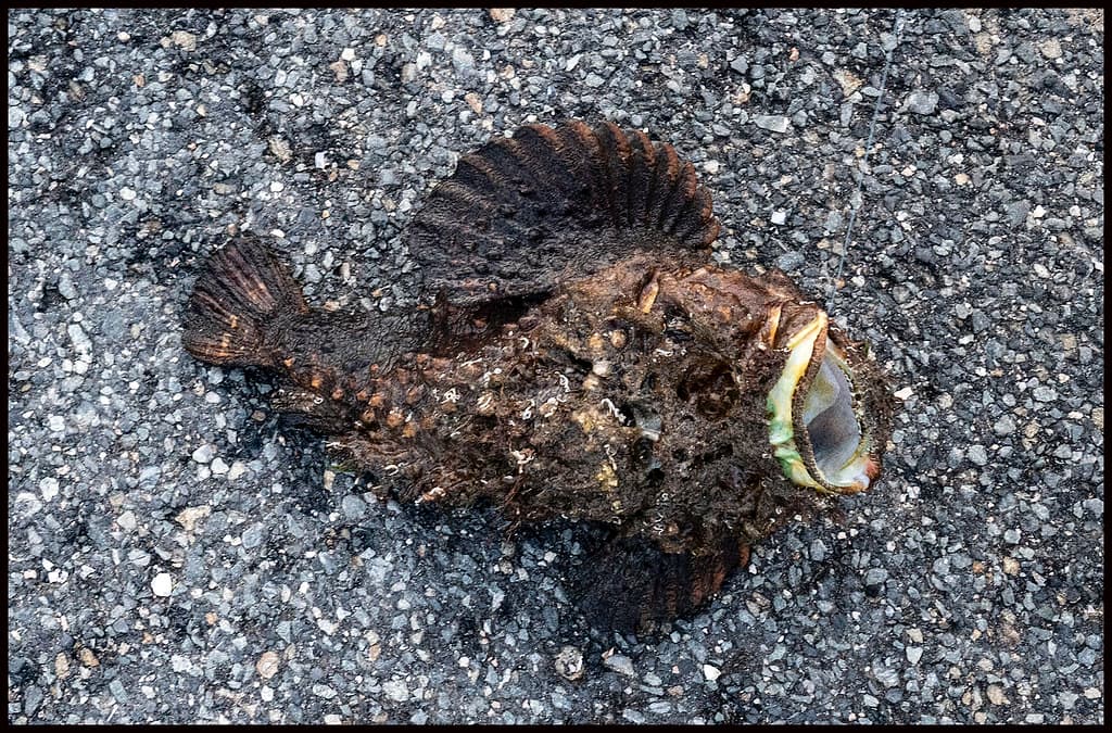 Stonefish just caught from Clontarf fishing platform-2=