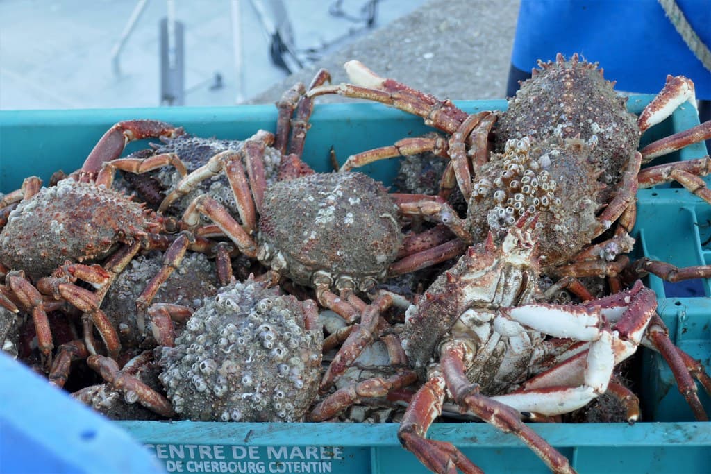 La pêche du jour, appétissantes araignées, port de Carteret, Barneville-Carteret, Cotentin, Manche, Normandie, France.