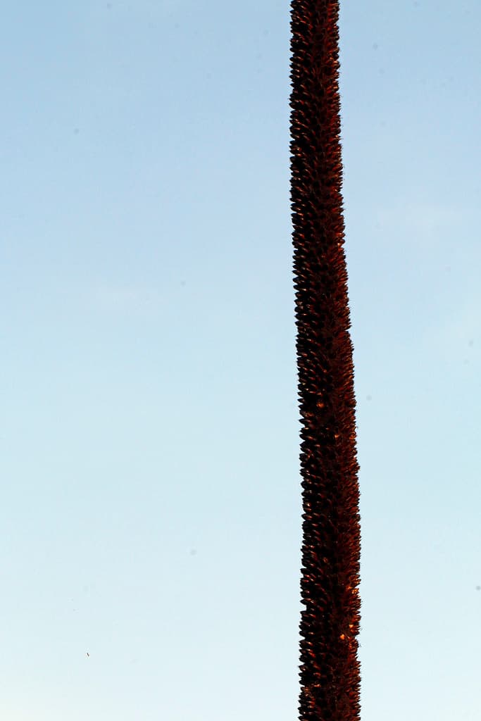 Grass tail/Kangaroo tail