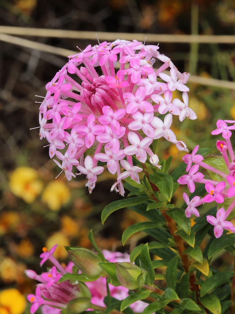 Pink Rice Flower