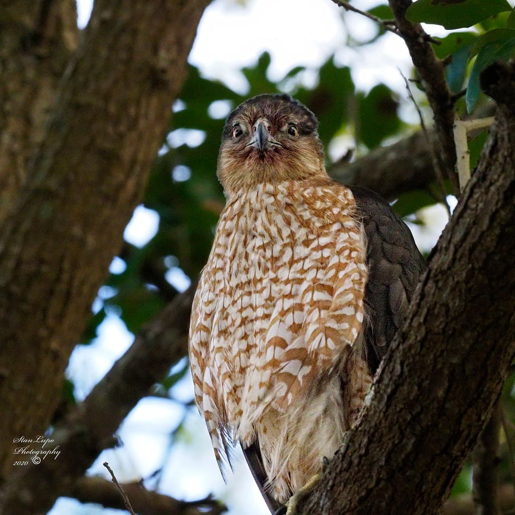 Cooper's Hawk VII