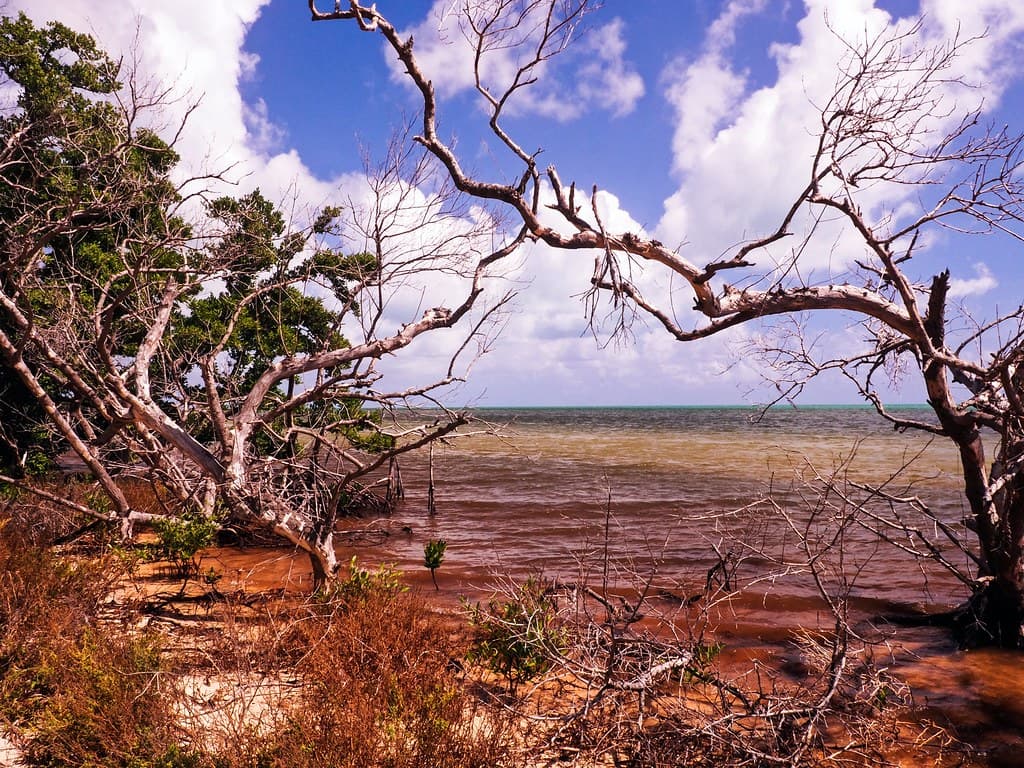 Long Key State Park Irma Aftermath