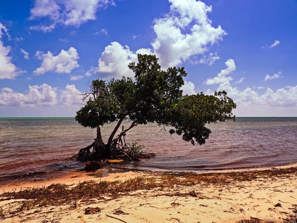 Magic Mangrove at Long Key State Park