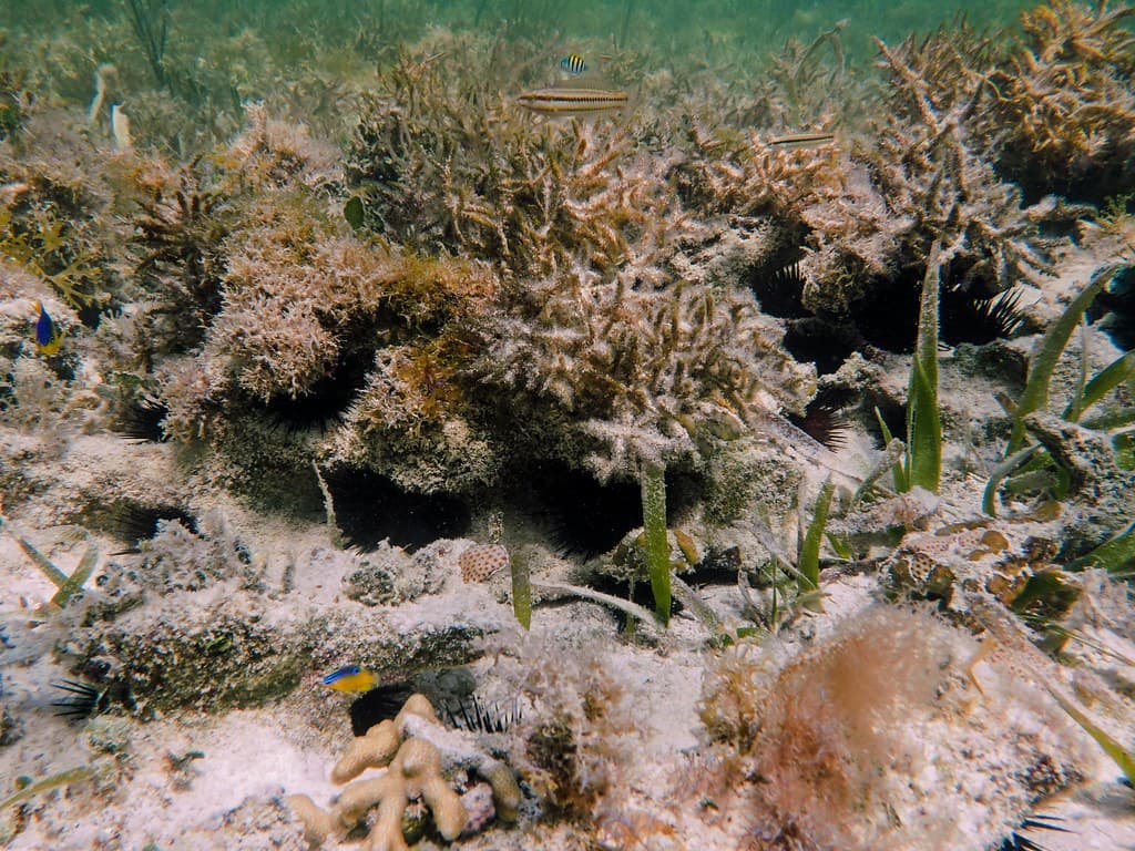 Ledge Life off Loggerhead Beach