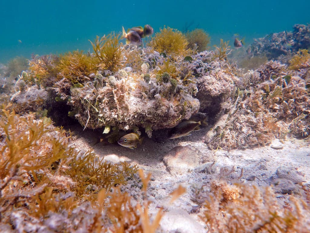 Any Little Thing Will Do Off Bahia Honda