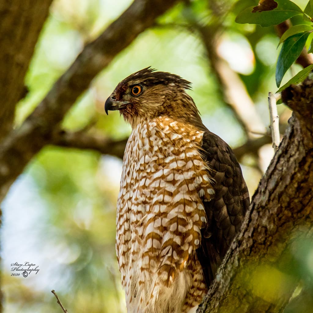 Cooper's  Hawk Portrait