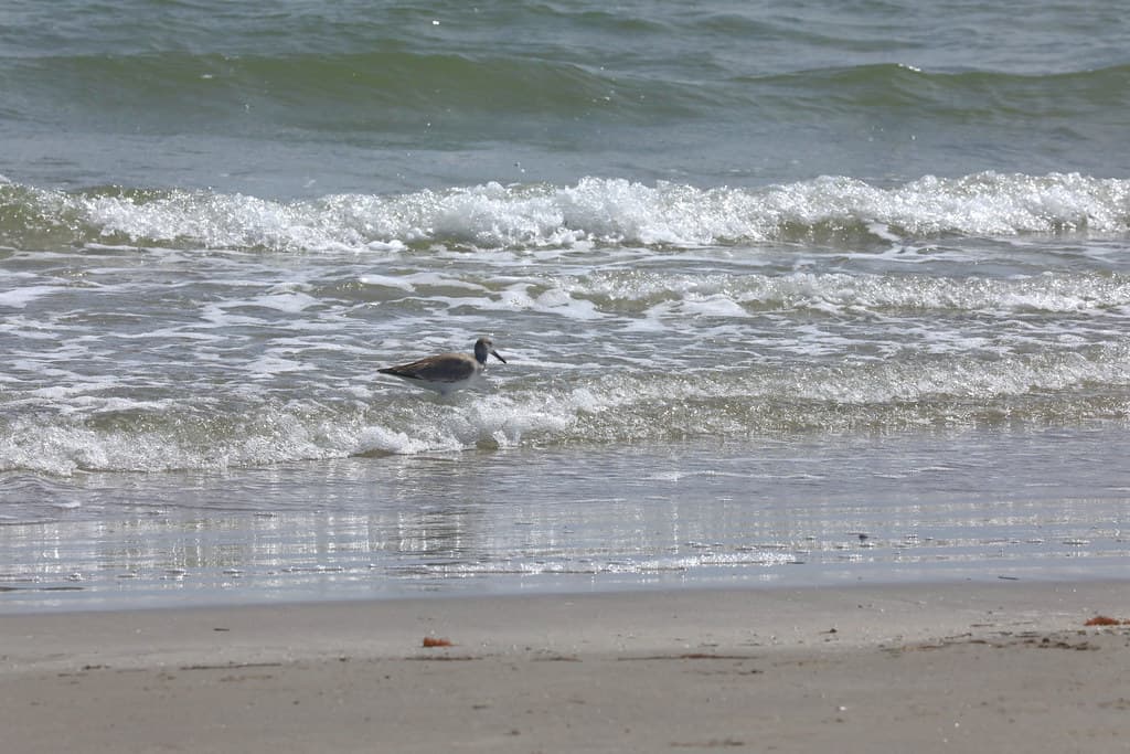 moving_water_padre_island_5Div6219