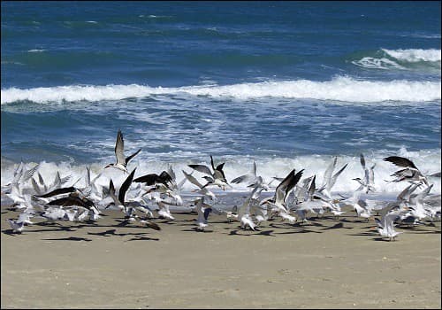 A Passerby Spooks the Tranquil Beach Gathering of the Royal Terns and Black Skimmers. Within a Few Seconds, They Are Lounging Again in the Sun, Fort Pierce Inlet State Park, Fort Pierce, FL