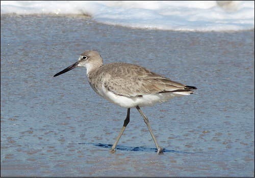Lonely Willet Looks for his 16 Willet Pals Who Were on the Beach Last Week, Fort Pierce Inlet State Park, Fort Pierce, FL