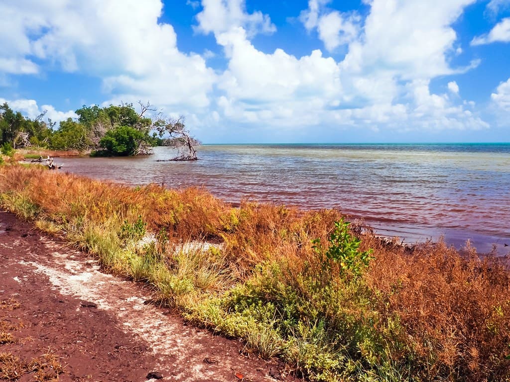 Long Key Shoreline After Irma