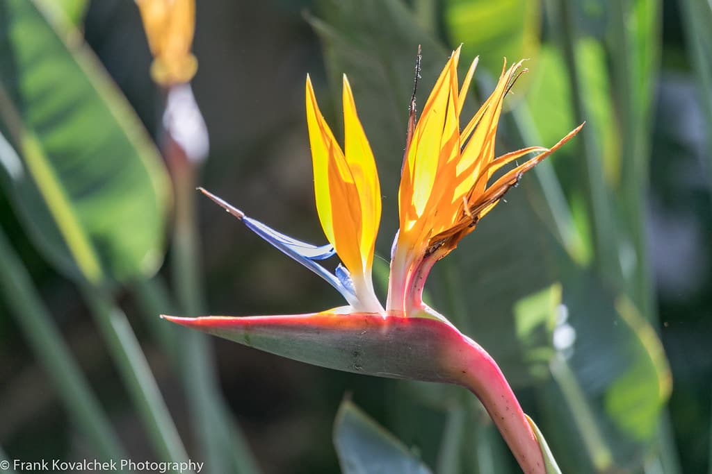 Birds of Paradise