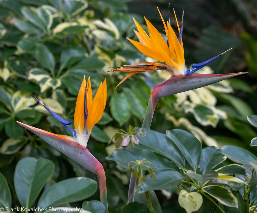 Birds of Paradise