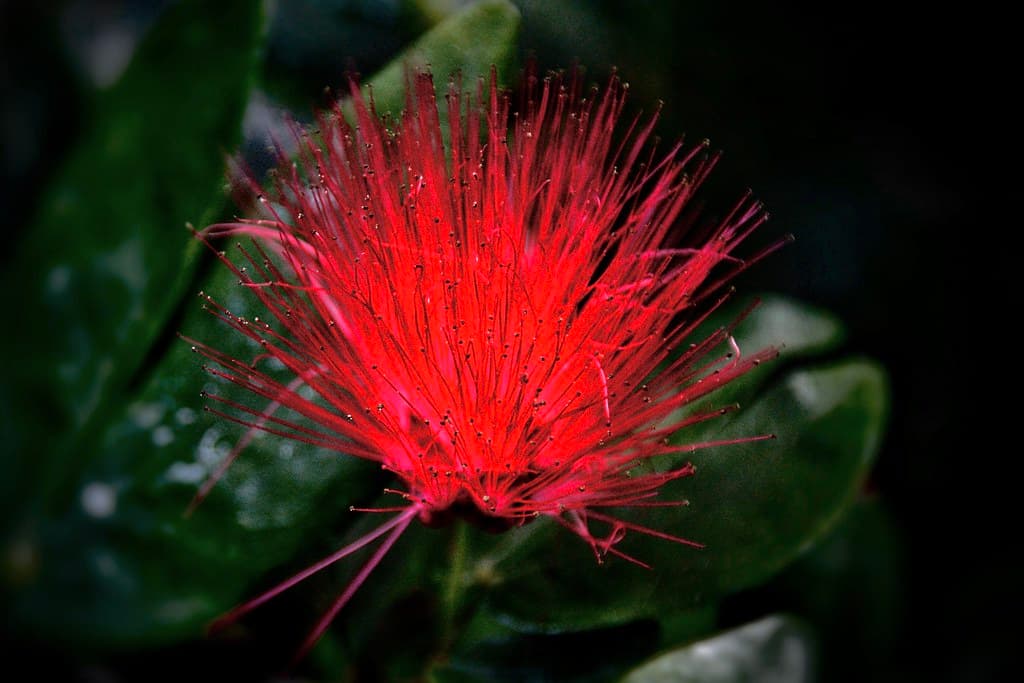 Toronto Ontario - Canada  - Allan Gardens Botanical Gardens - The Most Unique Flare Flower - Tropical