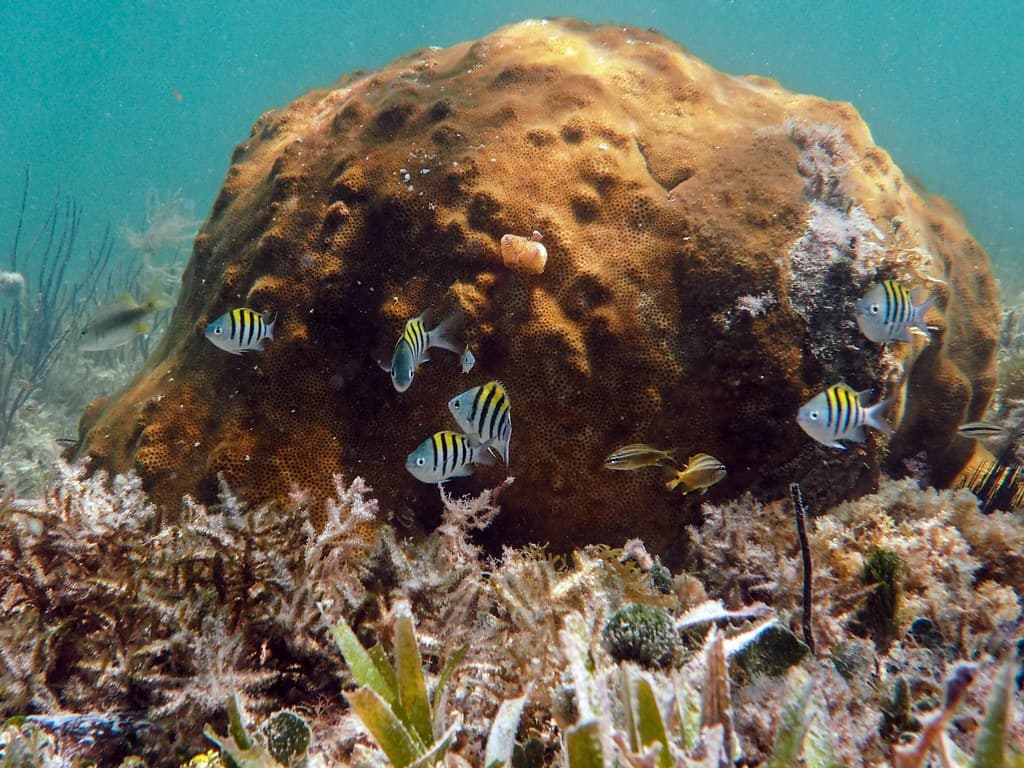 Bahia Honda Hump Life