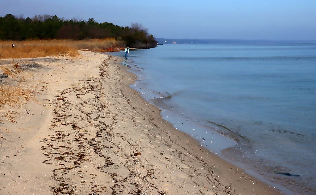 Flag Ponds Nature Park Beach