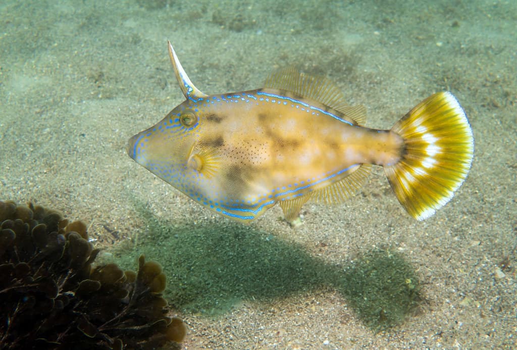 Shelly Beach