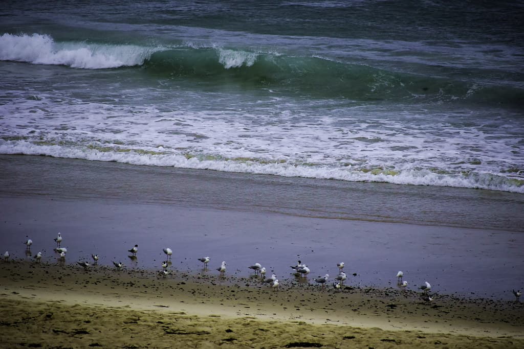 seagulls1