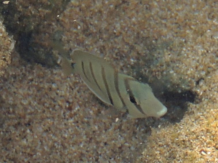 Convict surgeonfish, Acanthurus triostegus