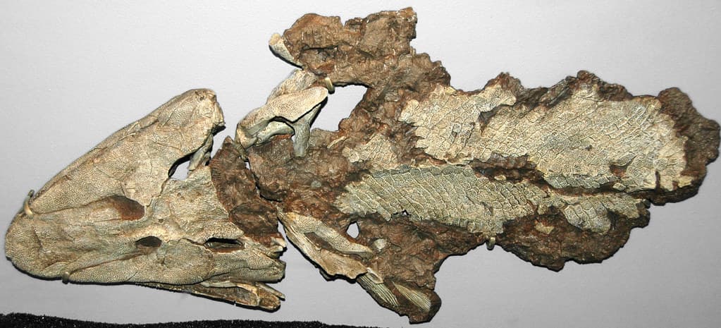 Tiktaalik roseae (fish to amphibian transitional fossil) (Fram Formation, Upper Devonian; Ellesmere Island, Arctic Canada) 1